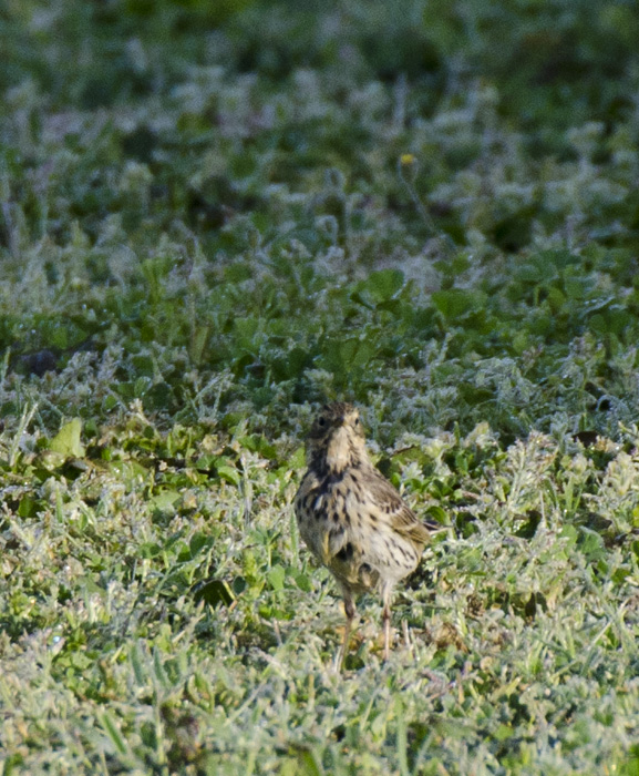 Motacillidae da determinare